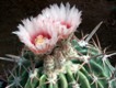 Homalacephala_texensis